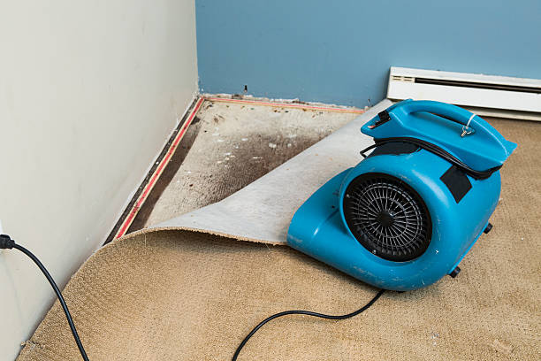 Best Water damage contractors near me  in Pemberville, OH
